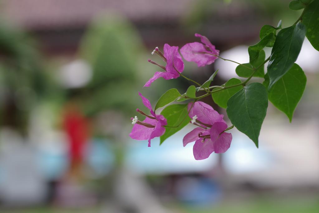 Tirta Sari Bungalow Pemuteran Exterior foto